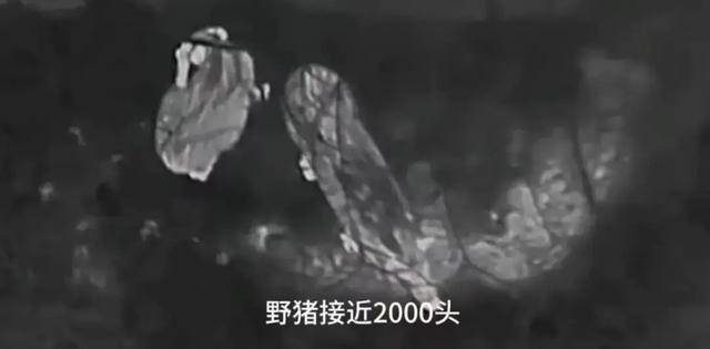 野猪频上热搜背后：致害已达26个省份，多地开展猎捕调控