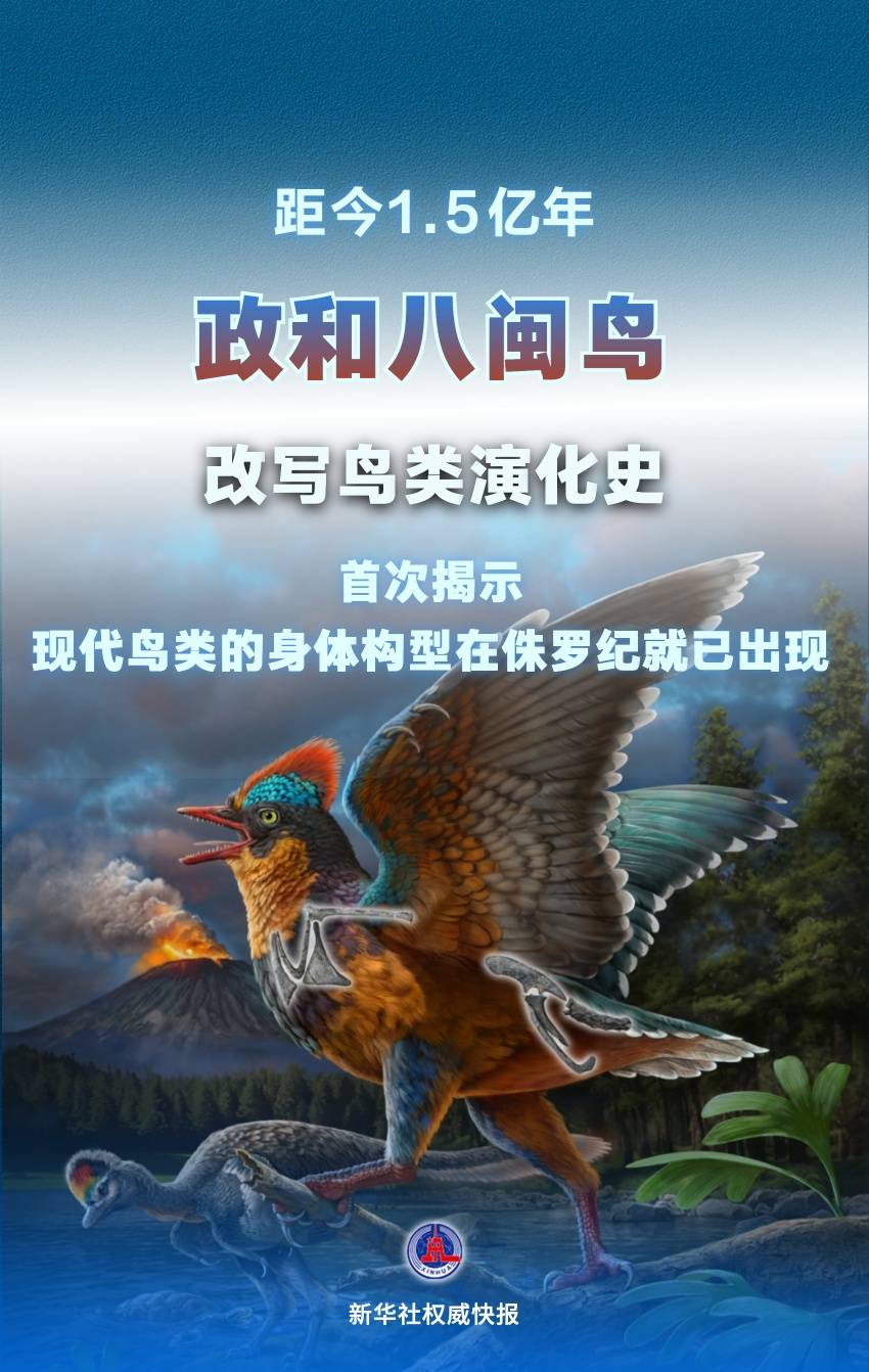新华社权威快报｜政和八闽鸟被发现！改写鸟类演化史