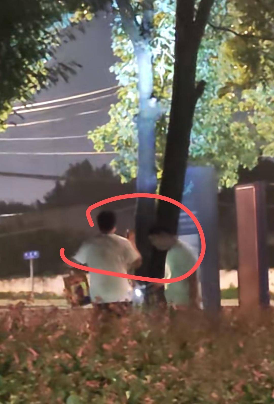 为找“知了猴” 市民拿着手电筒照树？专家：有药用价值 但不要过量捕捉