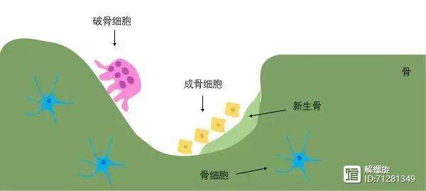 破骨eth(破骨细胞系数什么意思)